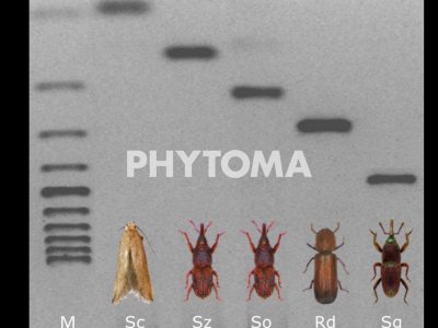 : S. cerealella, R. dominica, S. granarius, S. oryzae y S. zeamais